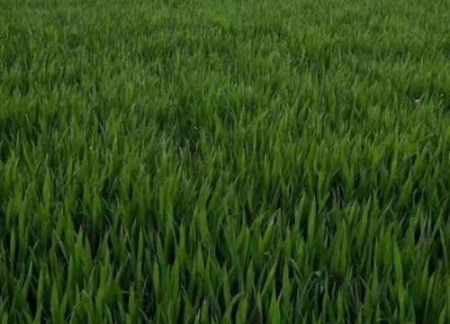 种小麦用什么肥料比较好