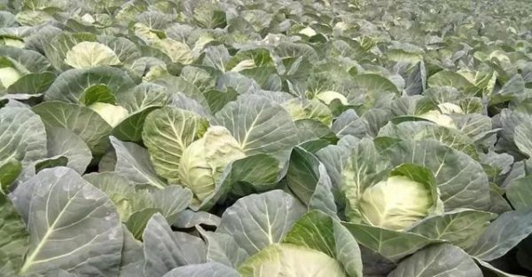 甘蓝菜的种植方法和时间