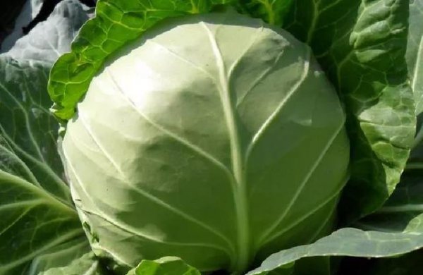 甘蓝菜的种植方法和时间