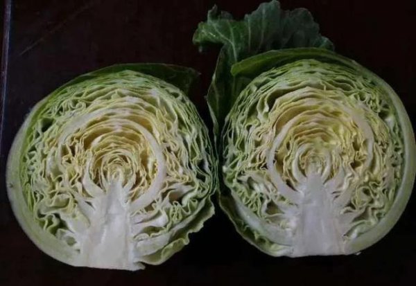 甘蓝菜的种植方法和时间