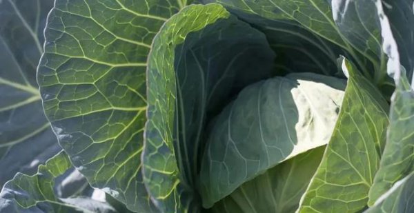 甘蓝菜的种植方法和时间