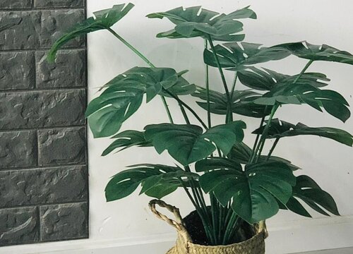 天堂鸟可以晒太阳吗