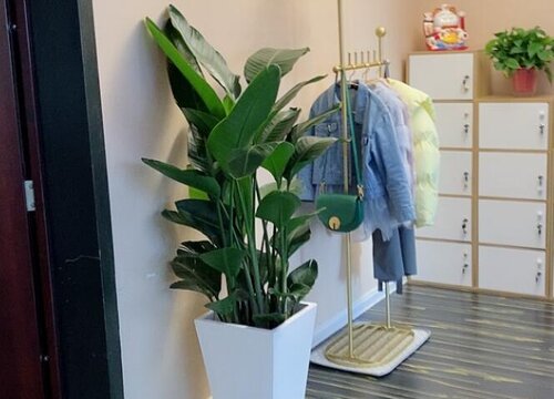 天堂鸟可以晒太阳吗