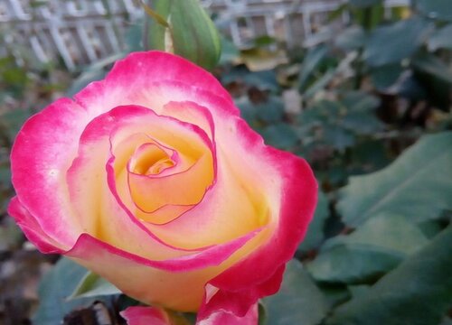 修剪半月的月季如何养护疯长