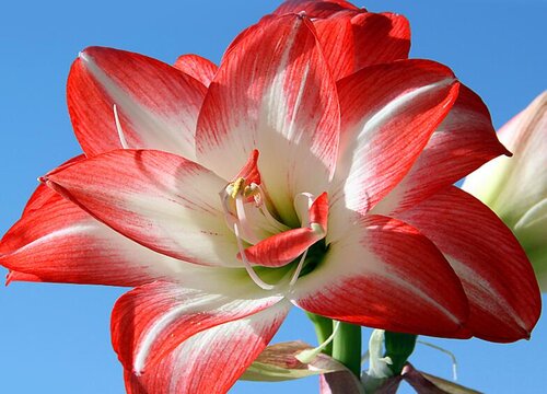 十种最不怕水的花图片