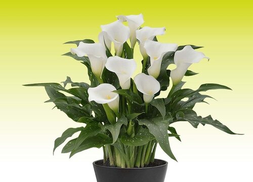 十种最不怕水的花图片