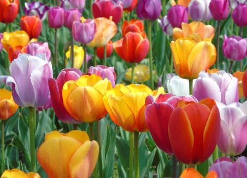 十种最不怕水的花图片