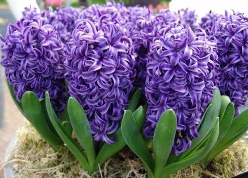 十种最不怕水的花图片