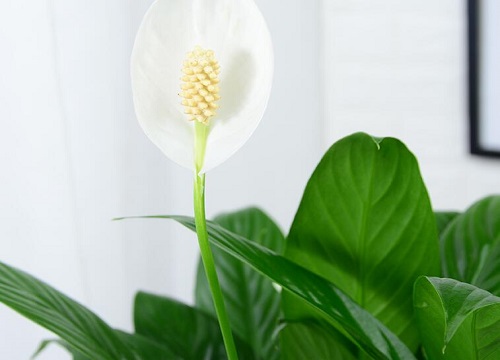 十种最不怕水的花图片