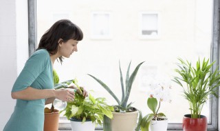 湿气重适合养什么盆栽 湿气重适合养哪些盆栽