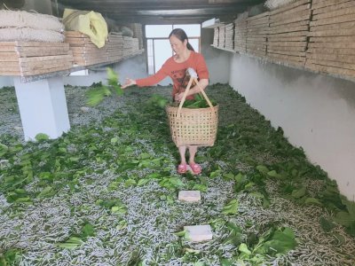 养蚕一年能赚多少钱 农村养蚕赚钱吗一年利润是多少