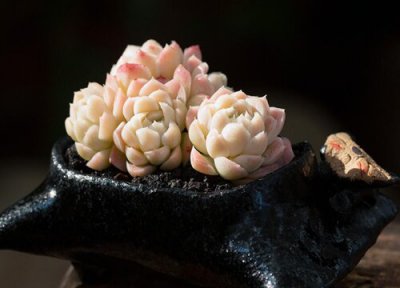 多肉淡雪怎么爆头 多肉淡雪如何爆头