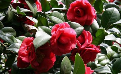 茶花叶尖枯焦是什么原因 茶花叶子尖发黑枯萎像烧焦咋办