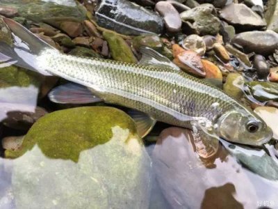 多鳞白甲鱼是什么鱼 多鳞白甲鱼来自哪里生活环境如何