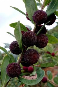 杨梅怎么清洗才能洗得干净 怎么清洗杨梅最干净的小窍门