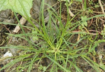防治牛筋草的特效药 秧田牛筋草用什么除草剂能杀死