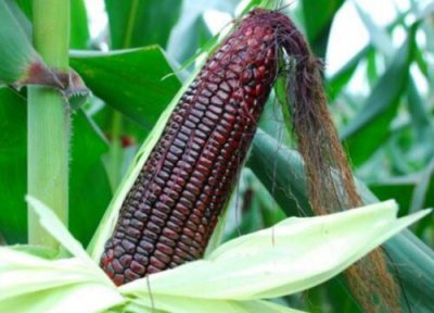 黑玉米和黄玉米的营养价值一样吗 营养价值与功效的区别