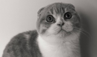 加菲猫与比熊能一起养吗 比熊犬可以和加菲猫友好的相处吗