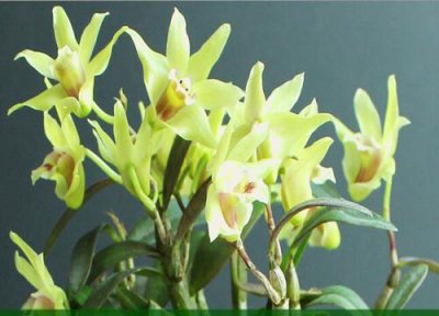 黄石斛的功效与作用 黄石斛的功效与作用及食用方法