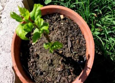 迎春花什么时候换盆最好 迎春花最佳移栽换花盆时间