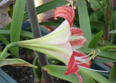 怎样修剪朱顶红 朱顶红叶片如何修剪长得好