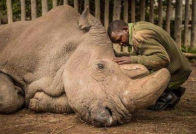 全球仅剩一只的动物 2023全球剩一只的白犀牛还活着吗