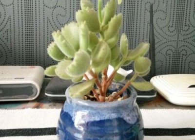 熊童子多肉什么时候分盆最佳 熊童子多肉怎么分盆容易成活