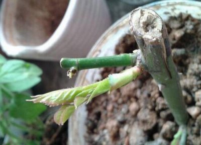 玫瑰扦插生根时间 玫瑰扦插多久生根