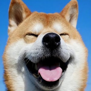 柴犬是小型犬吗 颜值高且体味小的柴犬广受欢迎