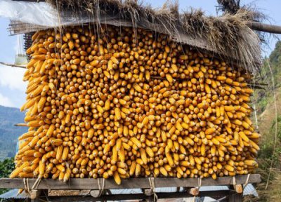 2023年1月玉米价格预测 今年东北玉米多少钱一斤