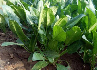 菠菜怎样种植才生得好 阳台怎么播种菠菜和管理容易发芽