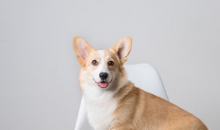 狗狗可以吃核桃吗 狗狗能不能食用核桃呢