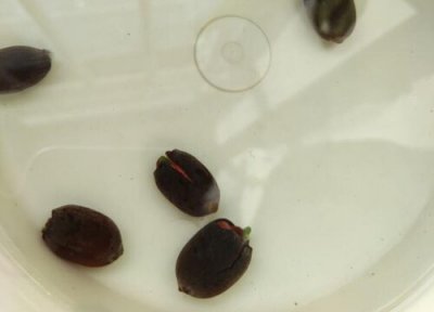 满天星种子如何进行播撒 满天星种子怎么种步骤教程