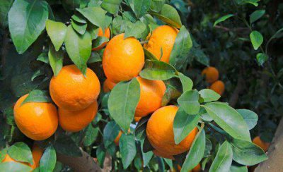 柑橘树上有红蜘蛛打什么农药 柑橘红蜘蛛防治时间