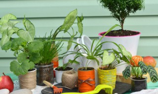哪种植物养护方法最好 什么植物养护方法最好