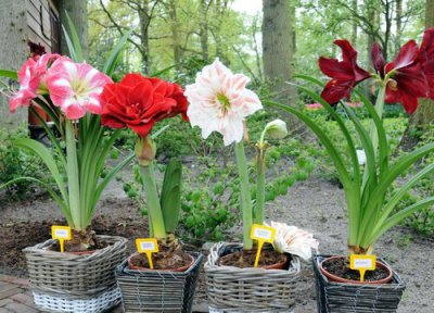 如何给朱顶红授粉 怎样使朱顶红开花