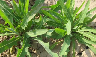 苦菜有什么功效 苦菜的功效有哪些