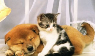 猫怎么打疫苗 猫咪疫苗如何打