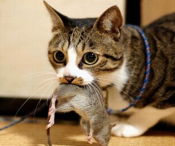 狸花猫为什么不建议养 家里养狸花猫的缺点