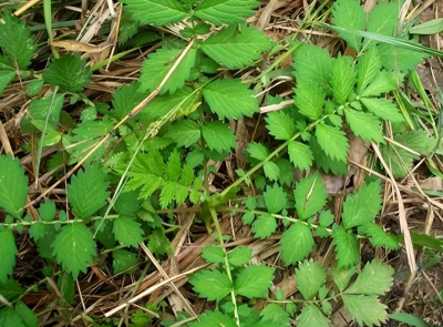 龙牙草的功效与作用 龙牙草的功效与作用及食用方法
