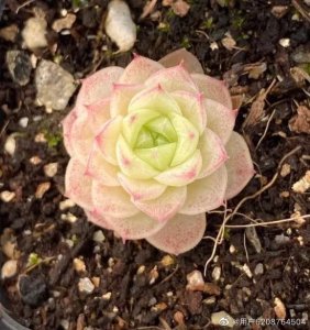 多肉麦秆是什么品种植物 麦秆多肉到底是什么杂交的