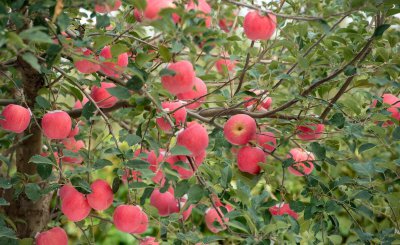 水果膨果肥用什么肥最好 根据水果特性选这三种肥料