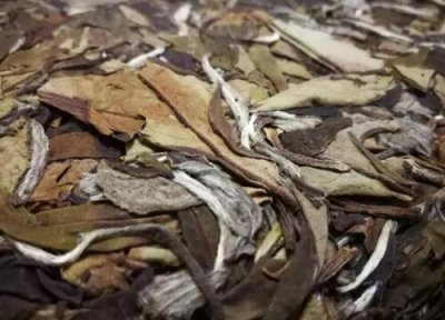 觚子茶是什么树的叶子 觚子茶是什么树长的叶子