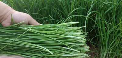 刚割完的韭菜撒草木灰怎么放 割掉后能用草木灰追肥吗