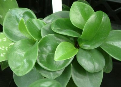 圆叶椒草的寓意是什么花语 圆叶椒草开花是什么样子