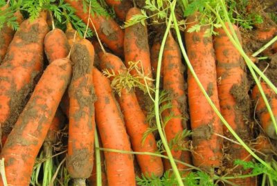 七八月份适合种植的农作物 下半年种植什么经济农作物赚钱