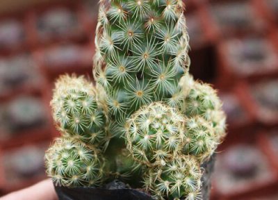 银手指开花吗 开花持续多长时间