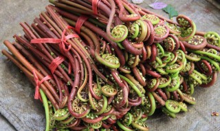 新鲜野蕨菜怎样保存时间长 新鲜野蕨菜怎么保存时间长