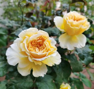 碧翠丝月季的特点 灌木类切花月季品种碧翠丝优缺点