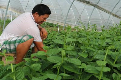 农村种植什么赚钱最快最稳不愁销路 亩产值能超万元项目